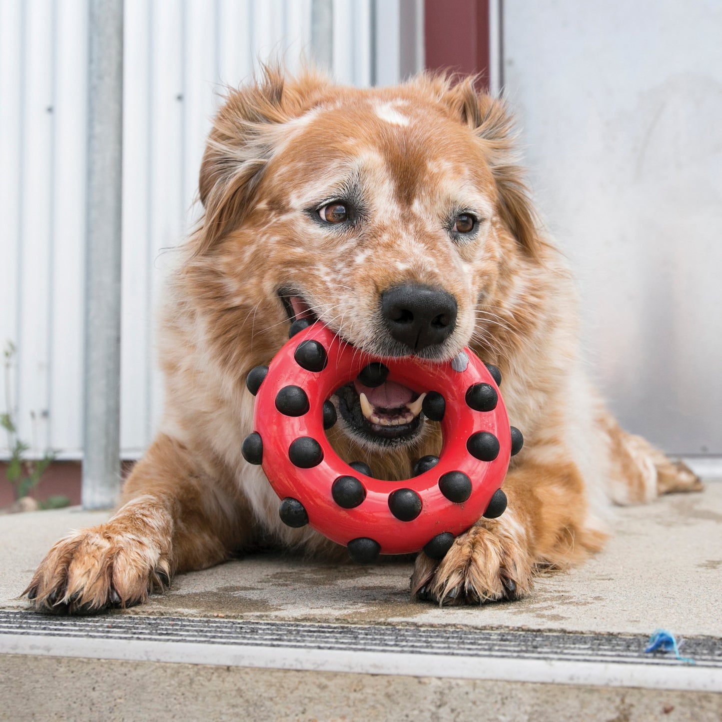 KONG Dotz Circle - Durable Chew & Dental Health Toy for Dogs