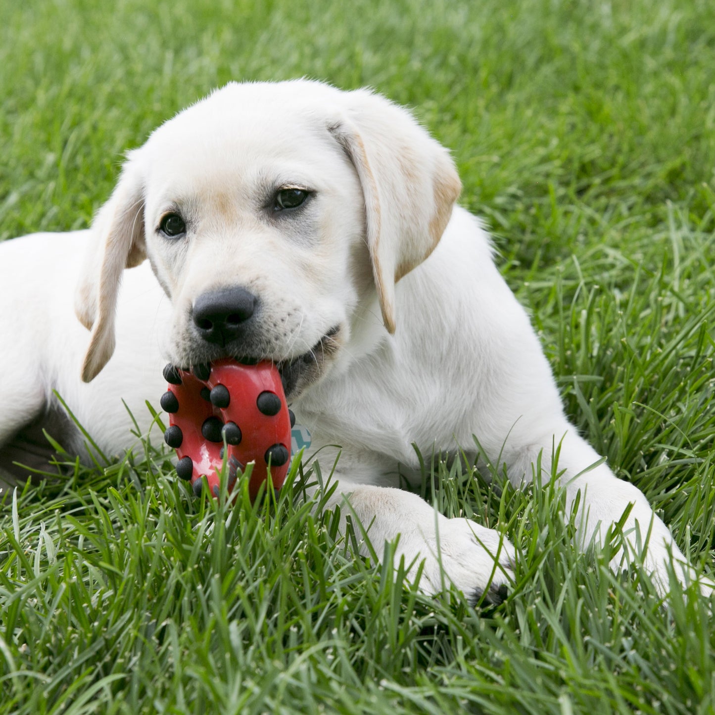 KONG Dotz Circle - Durable Chew & Dental Health Toy for Dogs
